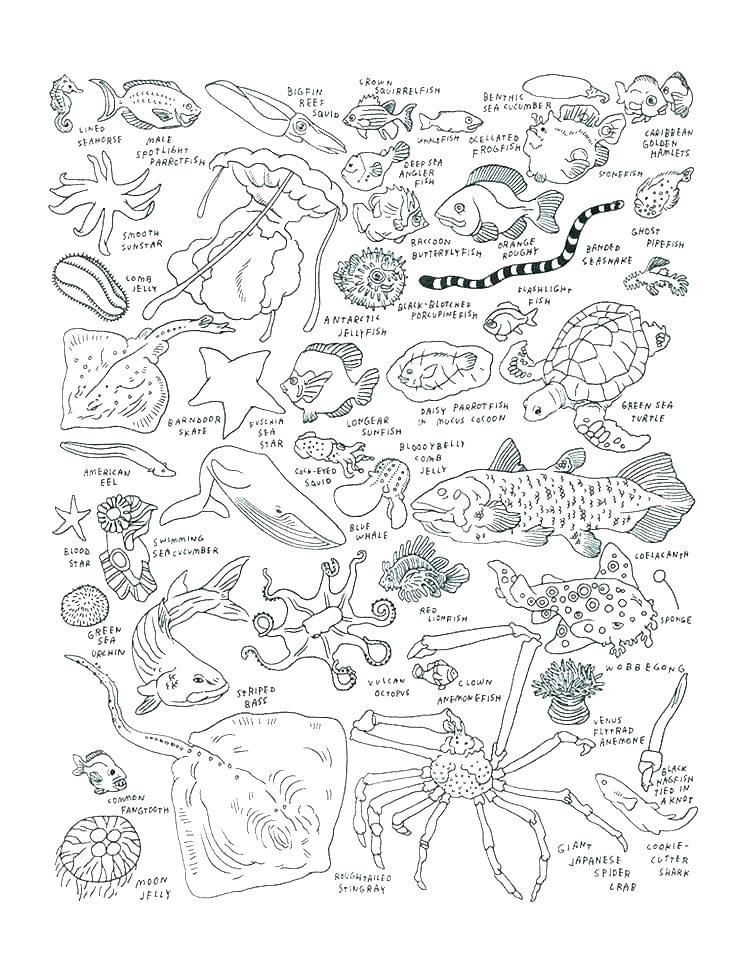 736x959 Sea Life Coloring Pages Coloring Pages Animals Medium Size