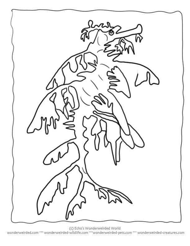 612x792 Sea Dragon Coloring Pages From Our Wildlife Coloring Pages