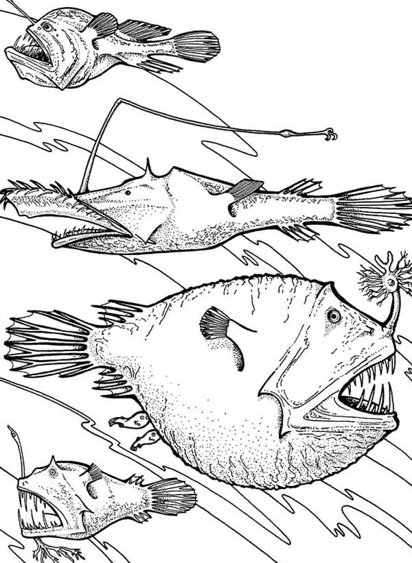 600x821 Angler Fish Is Deep Sea Fish Coloring Pages Best Place To Color