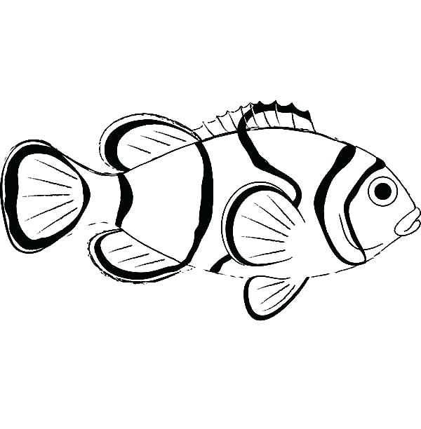 600x612 Buy Fancy Goldfish Online Usa Kids Coloring Realistic Fish