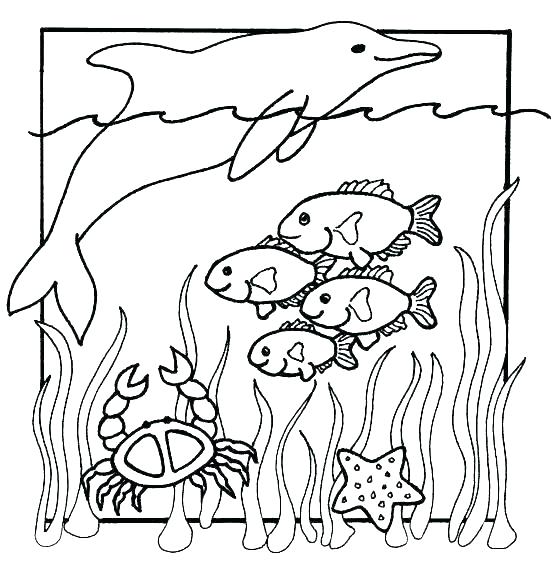 560x566 Sea Animals Coloring Pages Coloring Pages Under The Sea Cute Sea