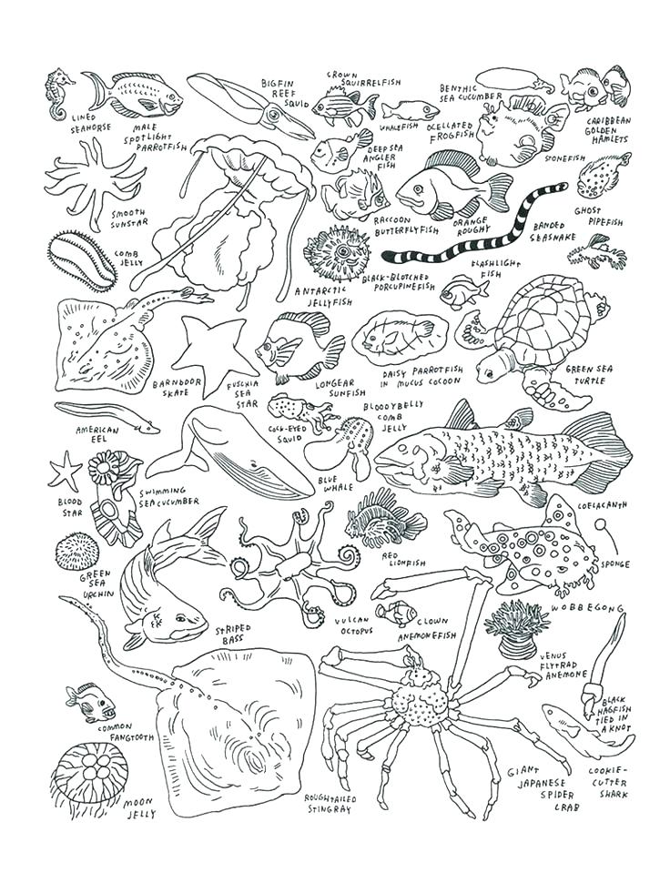 736x959 Ocean Life Coloring Pages Free Printable Ocean Coloring Pages