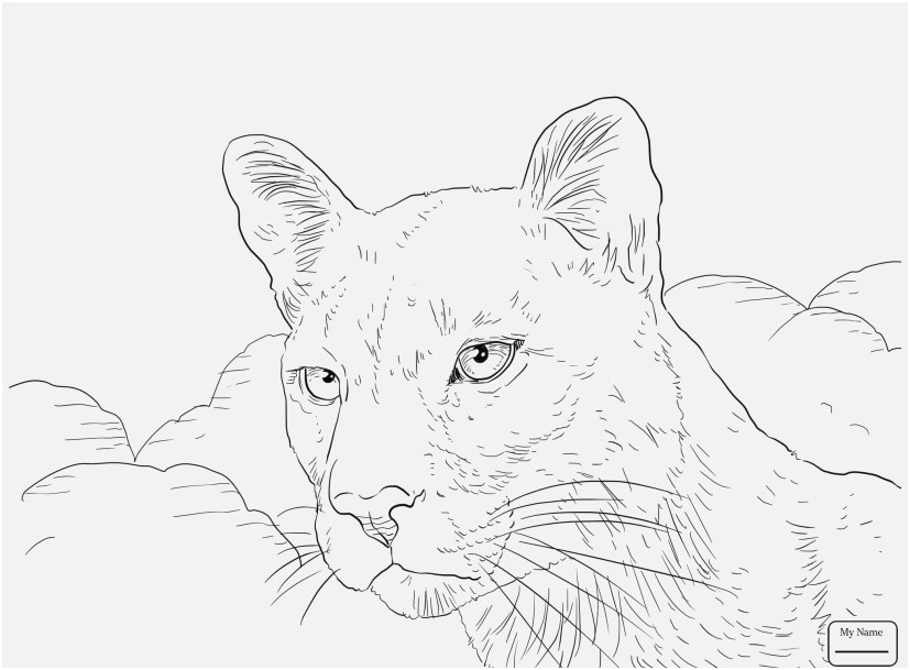827x609 Panther Coloring Pages View Sea Lion Coloring Pages Printable