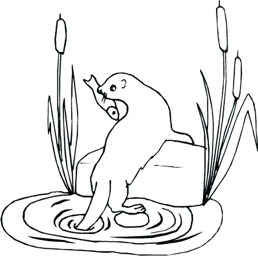 863x855 Sea Lion Coloring Page Sea Lion Coloring Page Baby Seal Coloring