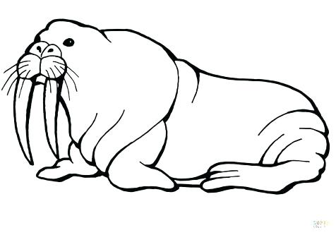 476x333 Sea Lion Coloring Page Sea Lion Coloring Pages Coloring Trend