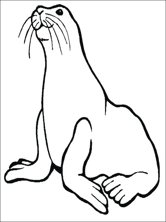 560x747 Sea Lion Coloring Pages Sea Lion Coloring Page For Kids Coloring