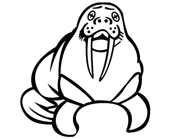 700x566 Sea Lion Coloring Pages Sea Lion Drawing Free Sea Lion Coloring