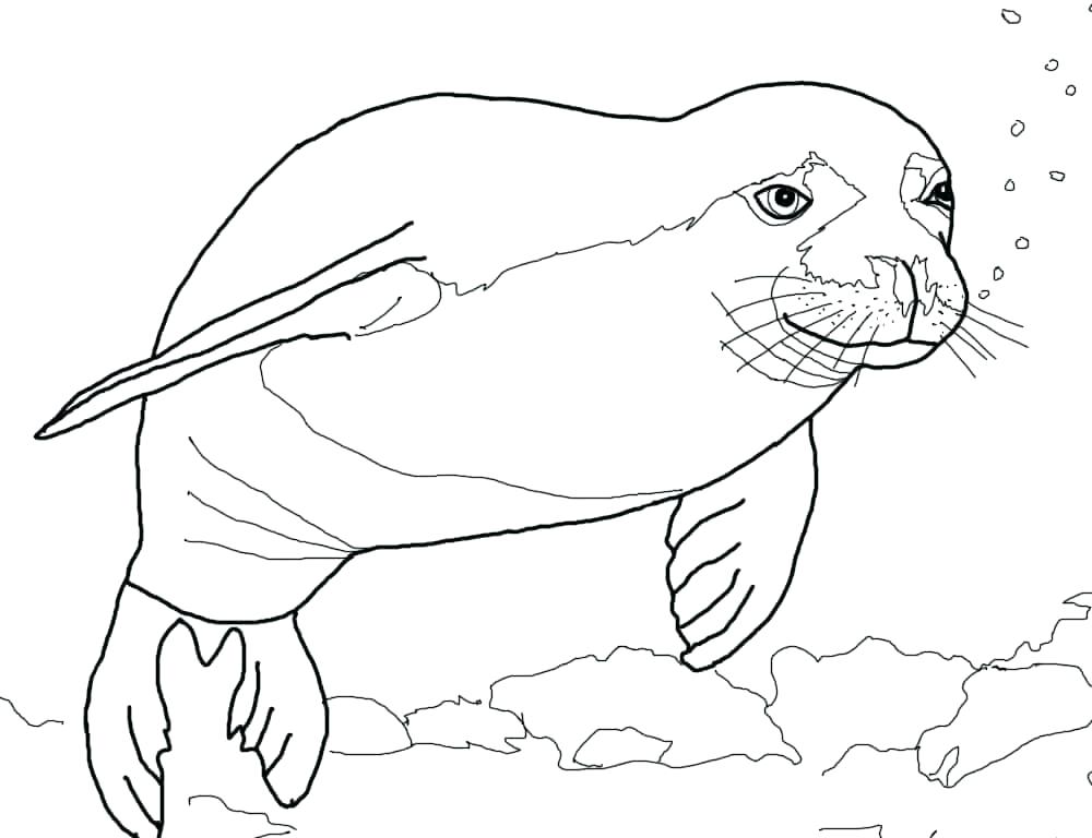 1000x768 Sea Lion Coloring Pages Seal Coloring Page Sea Lion Seal Coloring