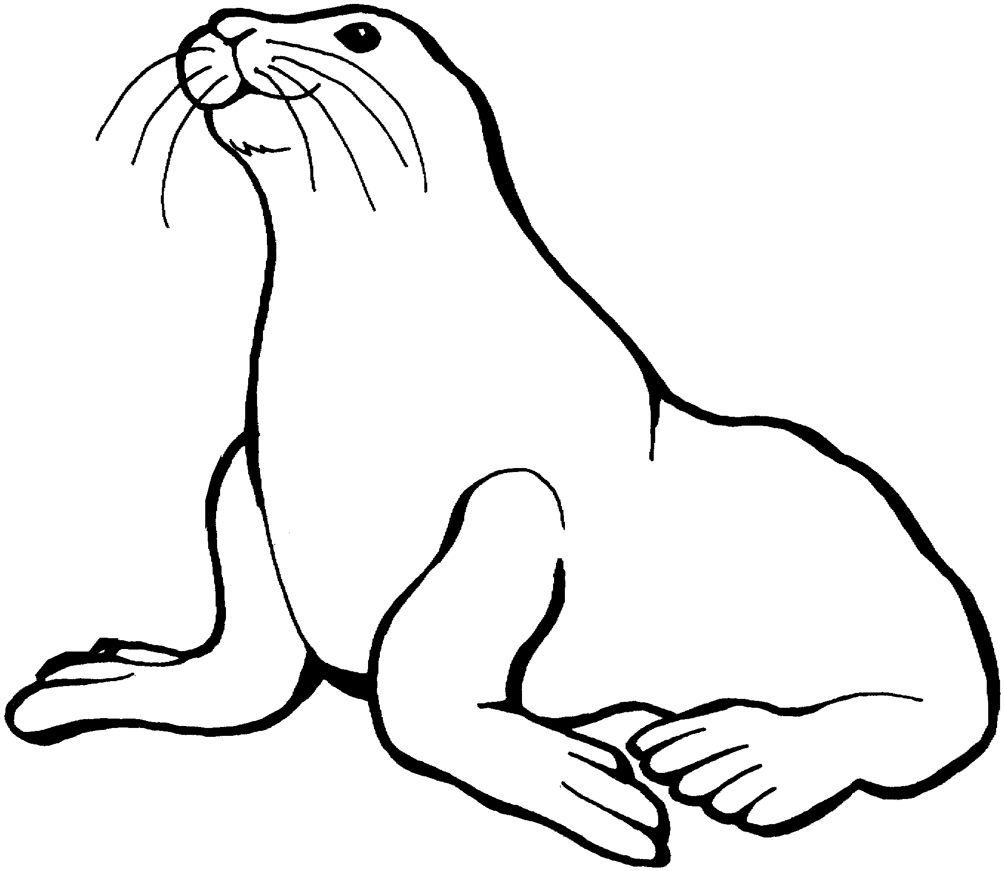 2035x1766 Seal Coloring Pages Inspirational Free Sea Lion Coloring Pages