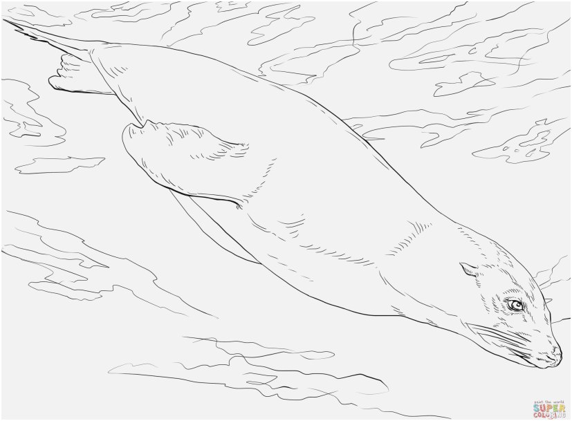 827x609 Swim Coloring Pages Collection California Sea Lion Swimming