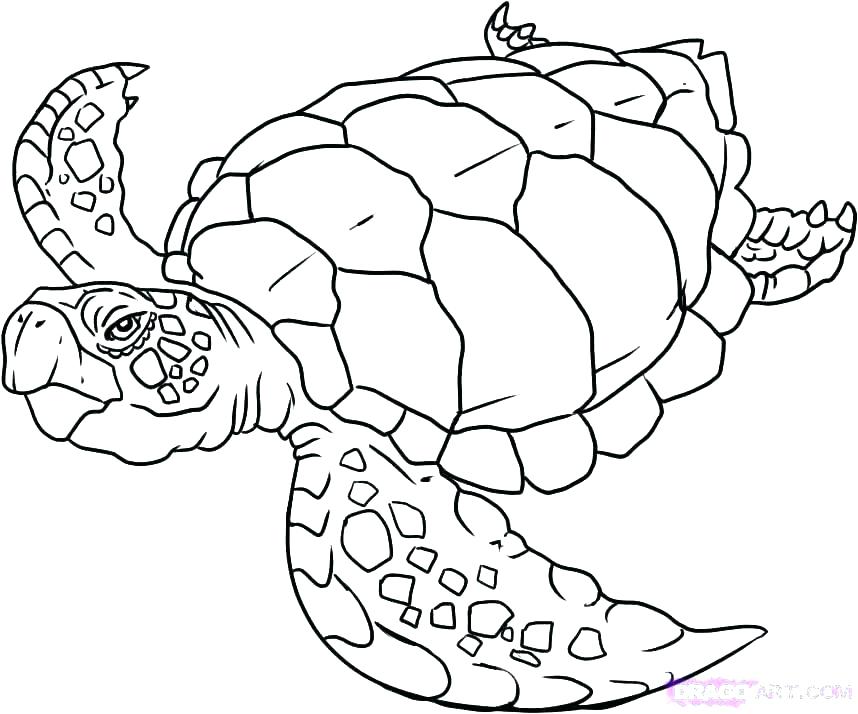 858x714 Sea Creature Coloring Pages