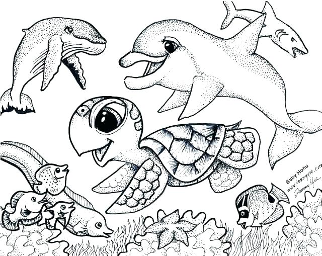 640x509 Sea Otter Coloring Page Free Baby Sea Otter Coloring Page