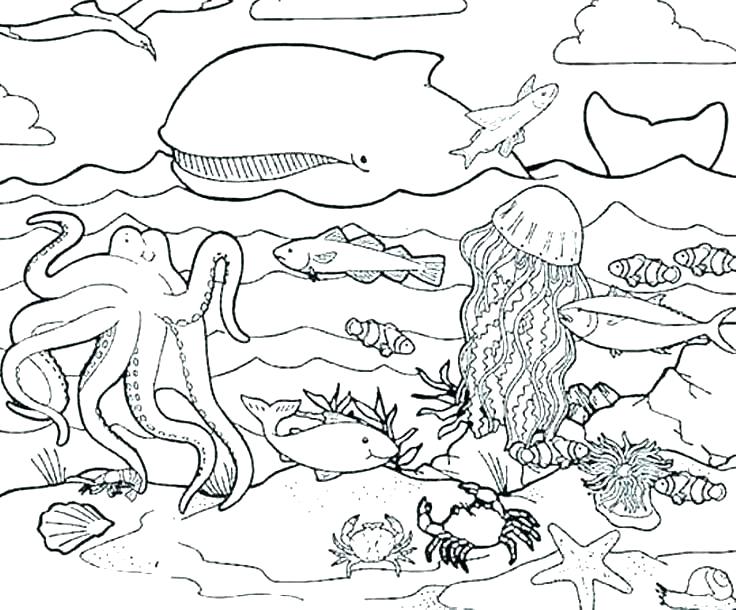 Sea Otter Coloring Page at GetDrawings | Free download