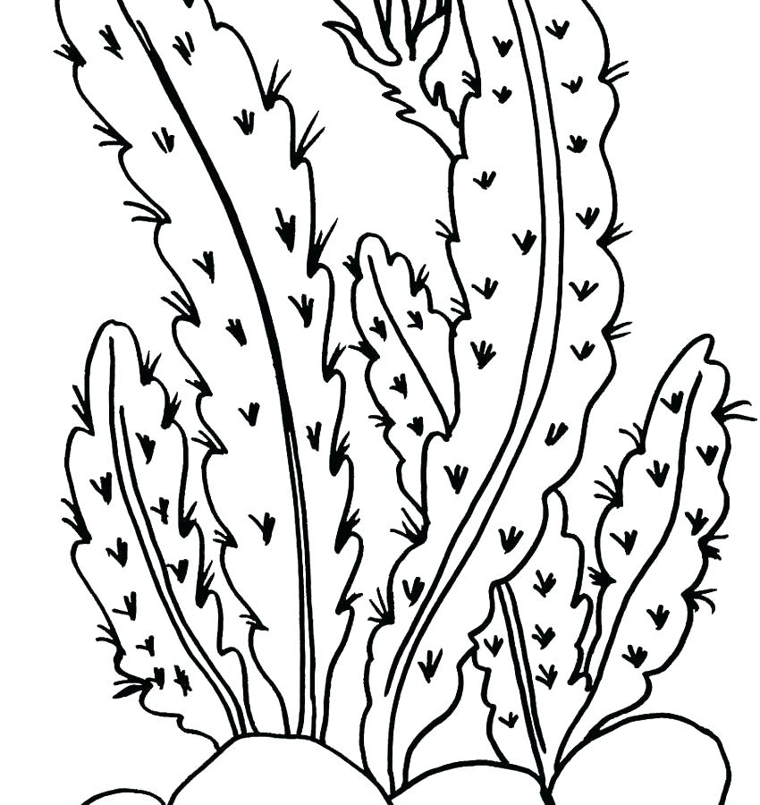 850x900 Plants Coloring Pages Ocean Plants Coloring Pages Plus Ocean