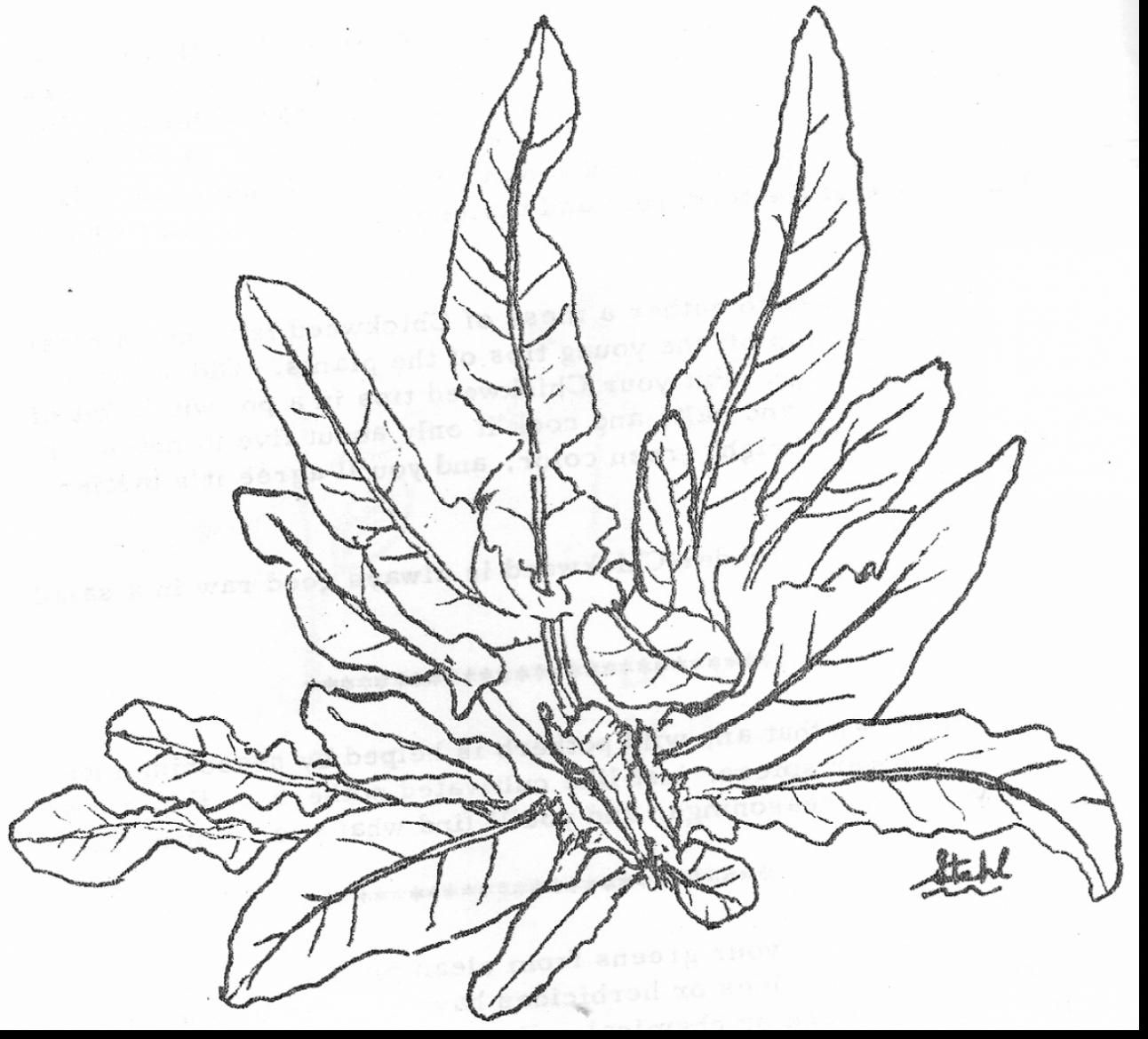 1292x1169 Great Ocean Plants Coloring Pages With Plant Throughout Sea Plants
