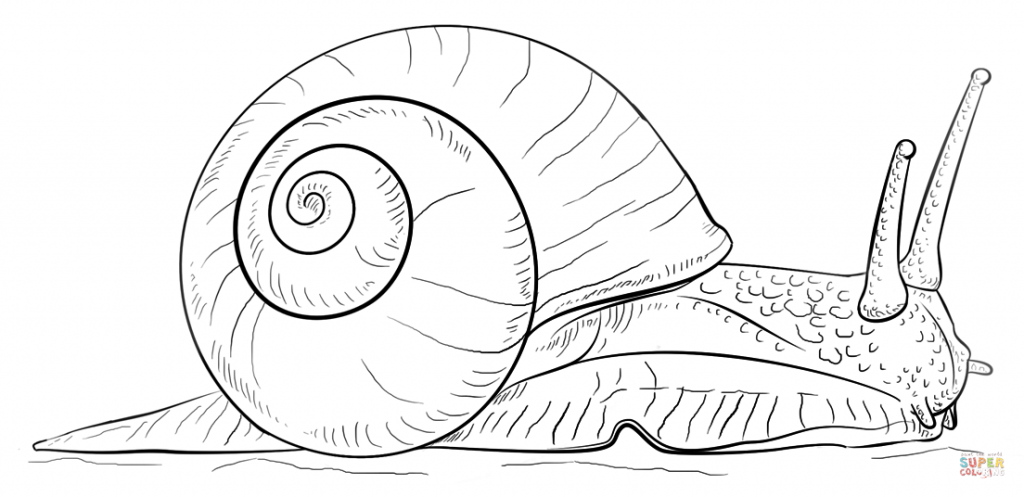 1024x497 Sea Snail Coloring Page