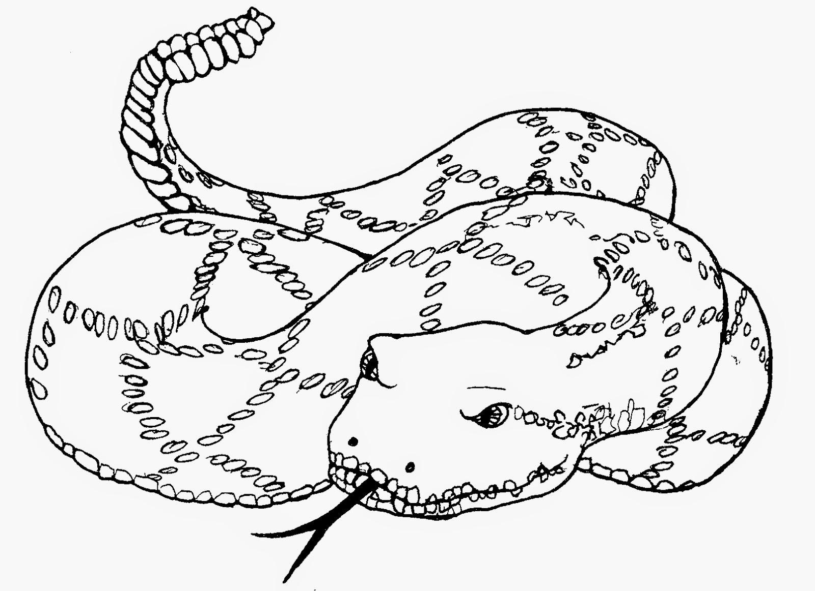 1600x1162 Sea Snake Coloring Pages