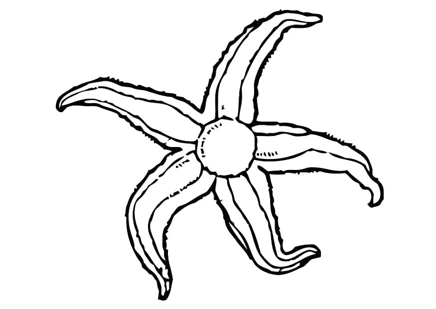 875x620 Sea Star Coloring Page Cool Sea Star Coloring Page Coloring Page