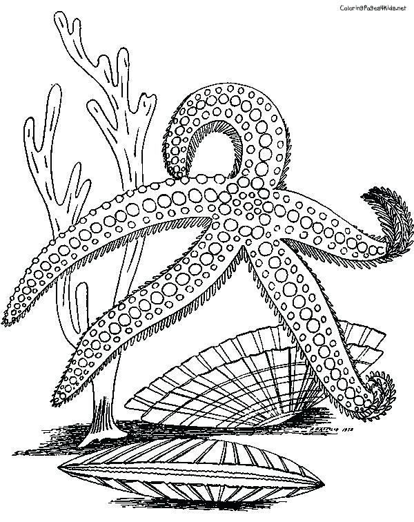600x756 Sea Star Coloring Page Drawn Starfish Panda Sea Star Colouring