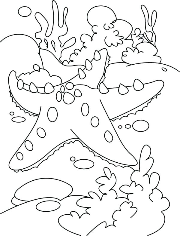 600x785 Sea Star Coloring Page Starfish Coloring Page Starfish