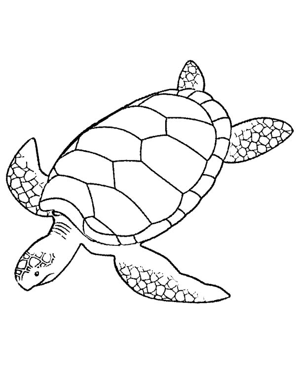 600x763 Giant Green Sea Turtle Coloring Page Giant Green Sea Turtle