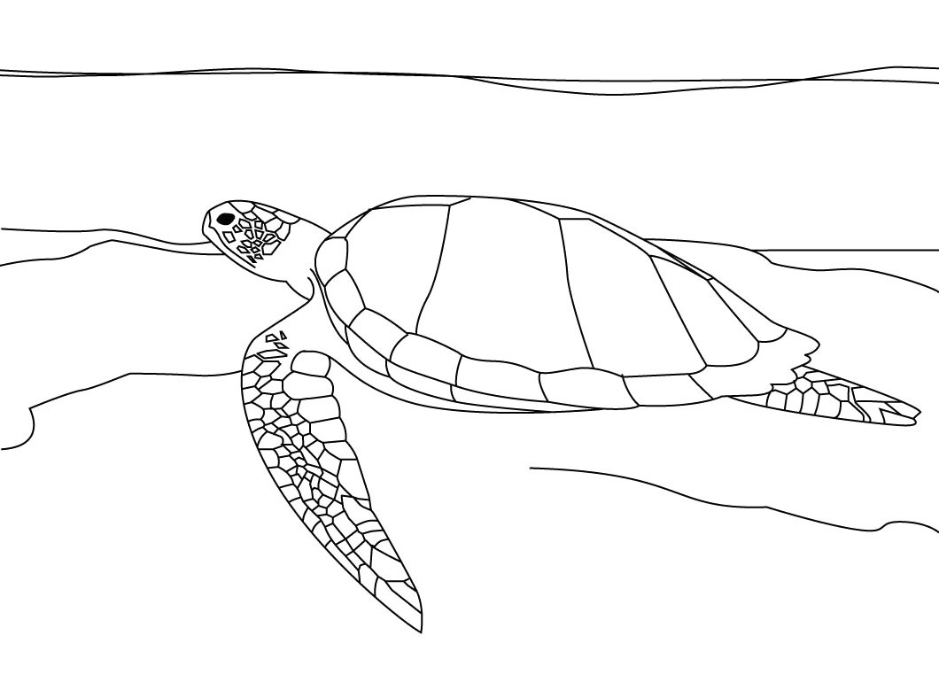 1060x770 Sea Turtle Coloring Page Montenegroplaze Me Incredible Realistic