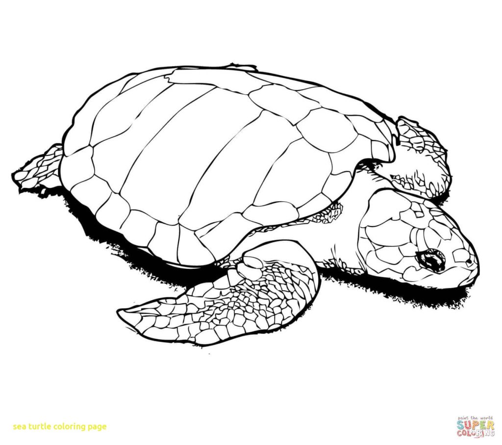 1024x907 Sea Turtle Coloring Pages Page With Books Turtles Get Bubbles