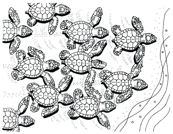 570x440 Turtle Coloring Pages Cute Turtle Coloring Pages Coloring Pages