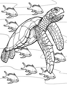 236x300 Freebie Sea Turtle Coloring Page Turtle, Dover Publications