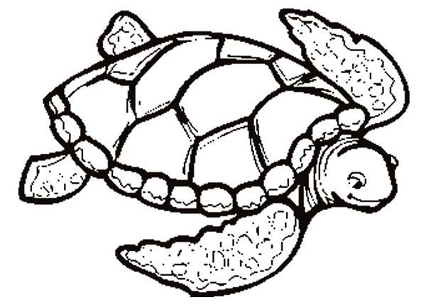600x433 Interesting Decoration Sea Turtle Coloring Page Grand Sea Turtle