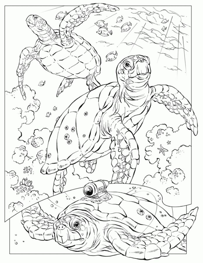 695x900 Realistic Sea Turtle Coloring Pages For Adults