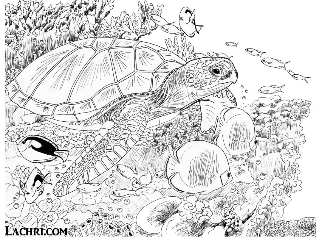 1080x800 Sea Turtle Coloring Pages Literarywondrous For Kids Page Free