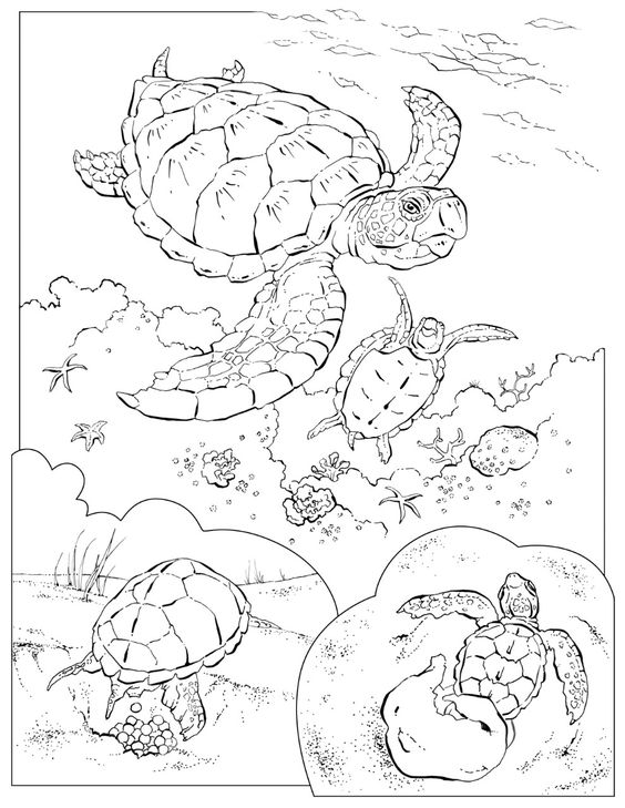 564x729 Sea Turtle Coloring Pages Underwater Life
