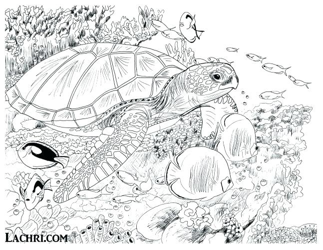647x500 Turtle Coloring Pages For Adults Coloring Pages Turtles Coloring