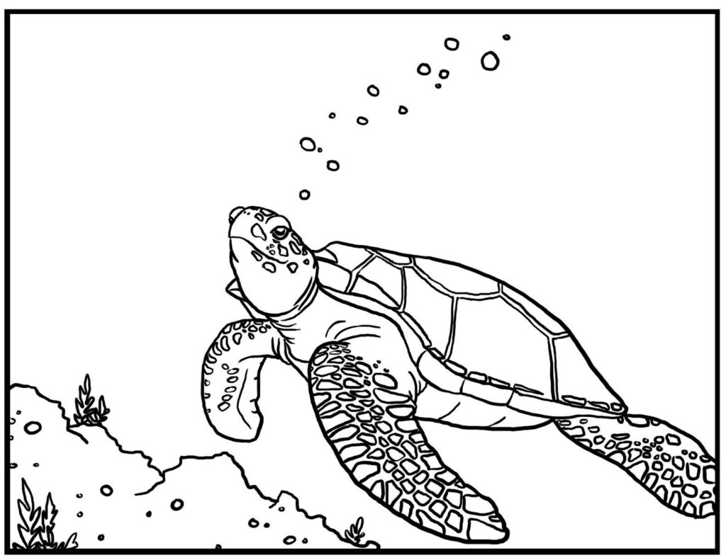 1024x791 Sea Turtle Coloring Pages Free Printable For Kids Get Bubbles