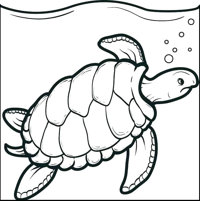 694x700 Turtle Color Pages Turtle Color Pages Turtle For Coloring Sea