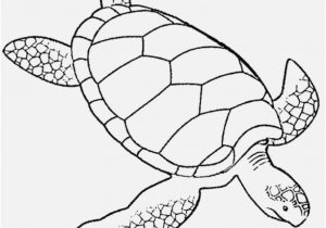 300x210 Turtle Coloring Pages Printable Display Sea Turtle Coloring Pages