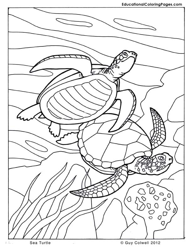 612x792 Sea Turtle Coloring Pages Animal Coloring Pages For Kids