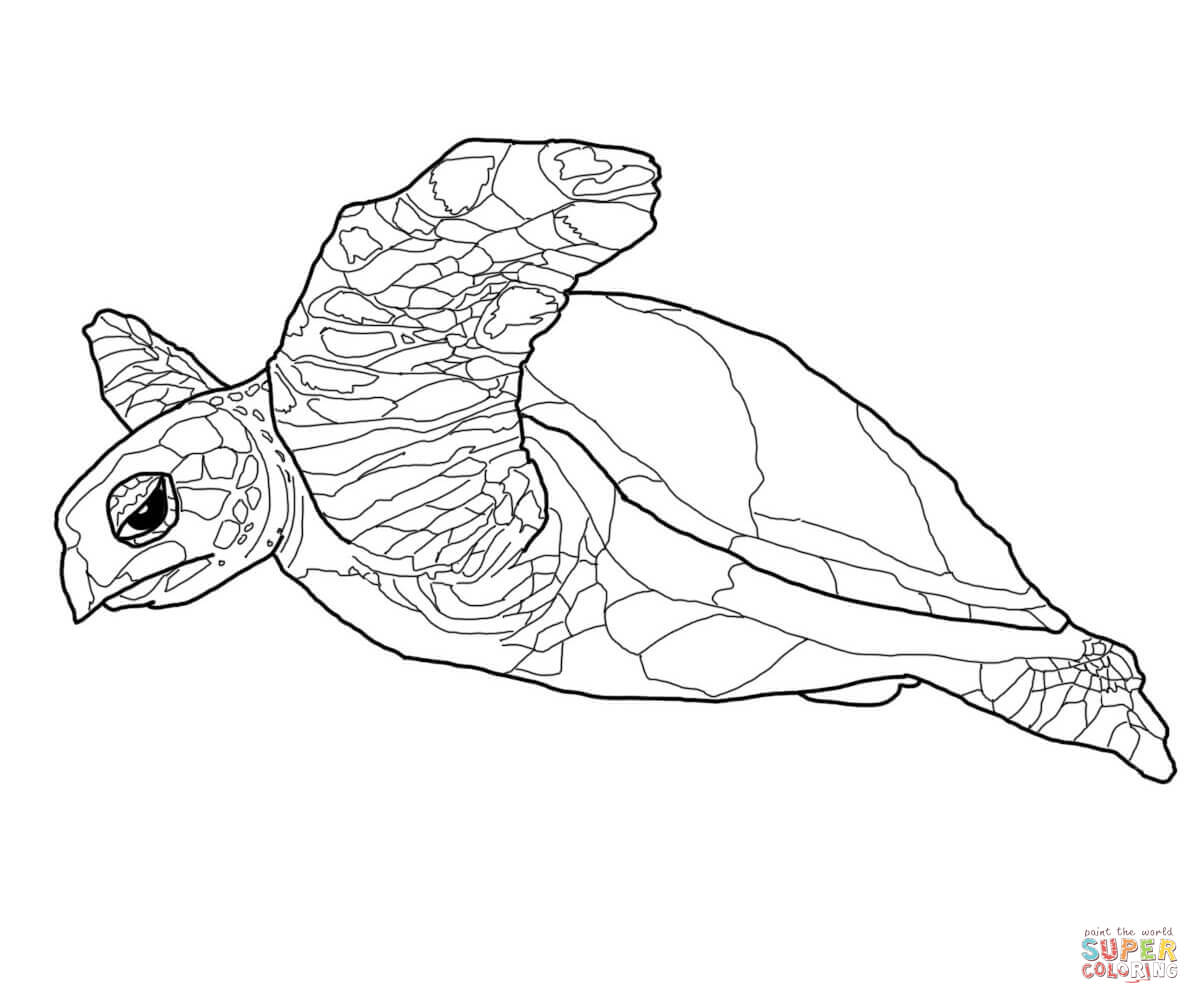 1200x1004 Largest Sea Turtles Pictures To Color Turtle Coloring Page Free