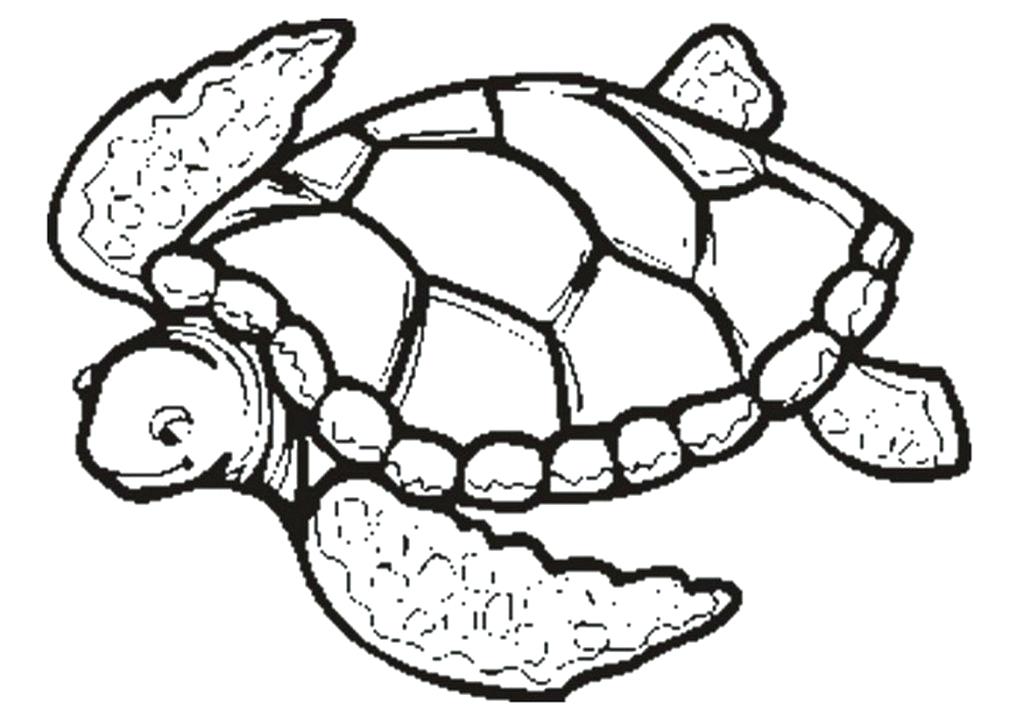 1024x724 Printable Turtle Coloring Pages Sea Turtle Coloring Pages