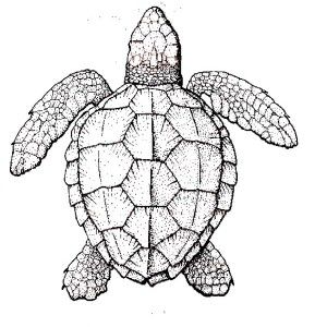 300x300 Sea Turtle, Realistic Sea Turtle Coloring Page Realistic Sea