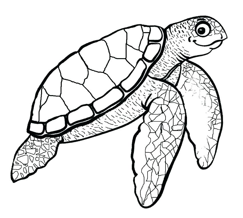 850x761 Sea Turtle Drawing Outline Printable Coloring Coloring Pages