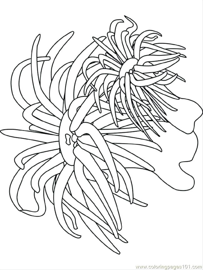 650x866 Sea Urchin Coloring Page Ocean Coloring Pages Coloring Pages Sea