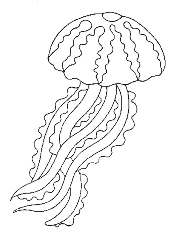 600x785 Jellyfish Coloring Pages Jellyfish Coloring Pages Sea Urchin