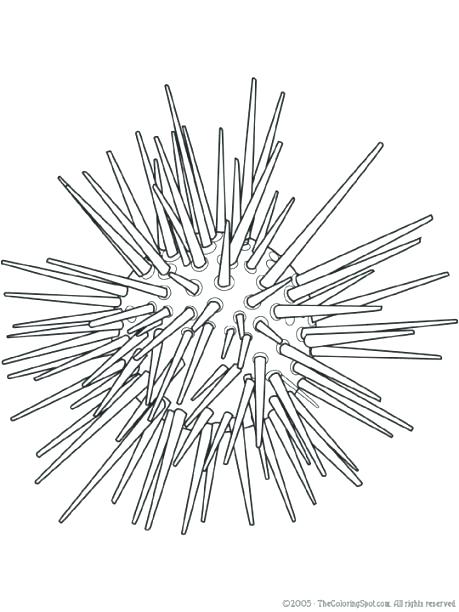 459x612 Sea Urchin Coloring Page Sea Urchin Colouring Pages