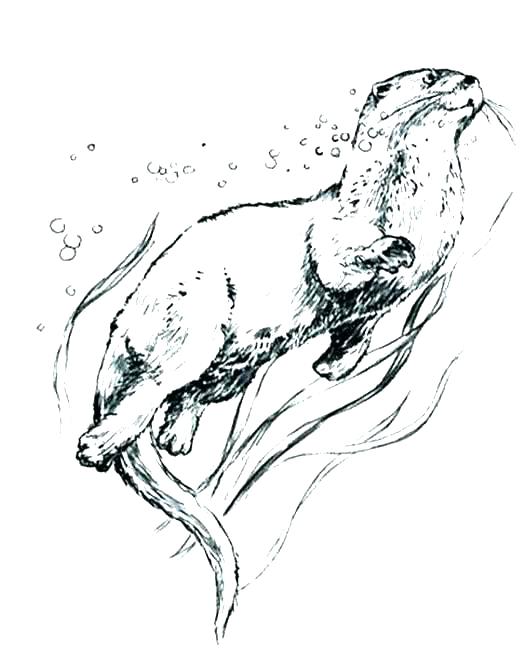 525x669 Sea Otter Coloring Page Sea Urchin Coloring Page Sea Otter