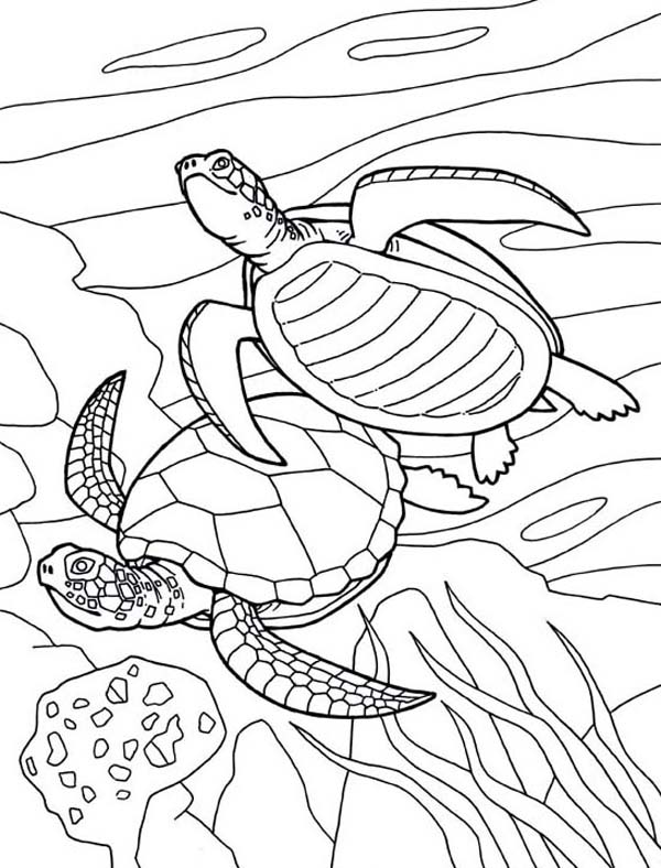 600x788 Sea World Coloring Pages Free Sea World Coloring Pages Go Digital