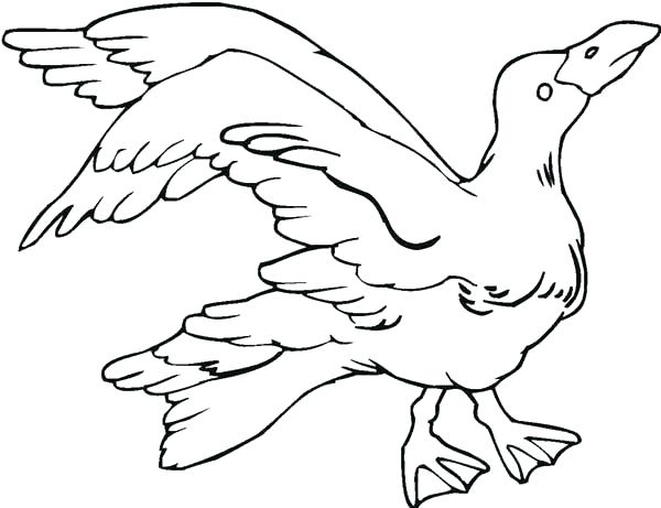 600x461 Seagull Coloring Page Angry Seagull Coloring Page Seagull Coloring