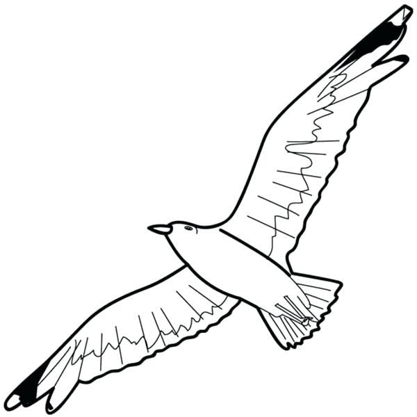 600x600 Seagull Coloring Page Flying Seagull With High Details Adult