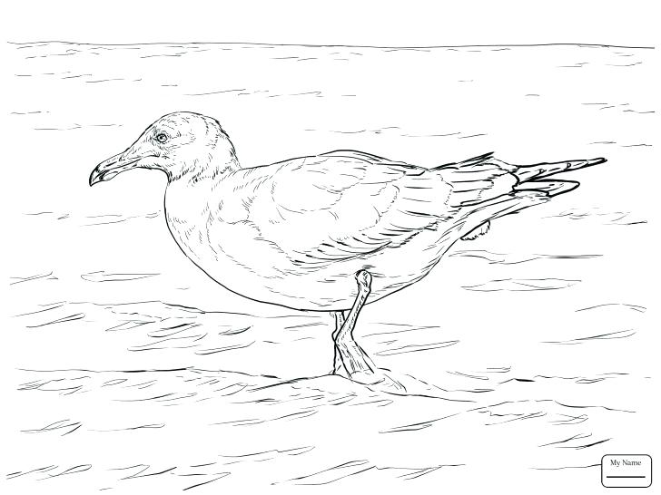 728x546 Seagull Coloring Page Medium Size Of Coloring Pages Online Mandala